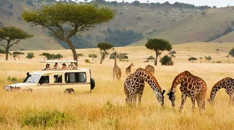 Kenya - Great Migration Kingdom